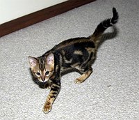 Trim's first week home (12 weeks old).  